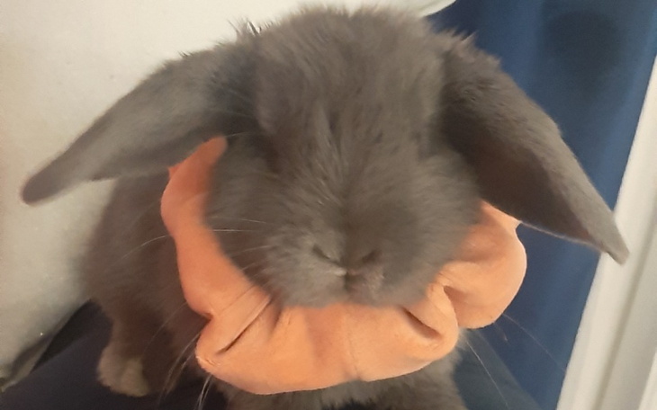 Zbiórka Ryszard - zdjęcie główne