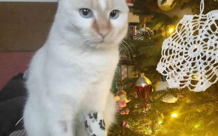 Zbiórka Kot Bianka ma anemię - zdjęcie główne