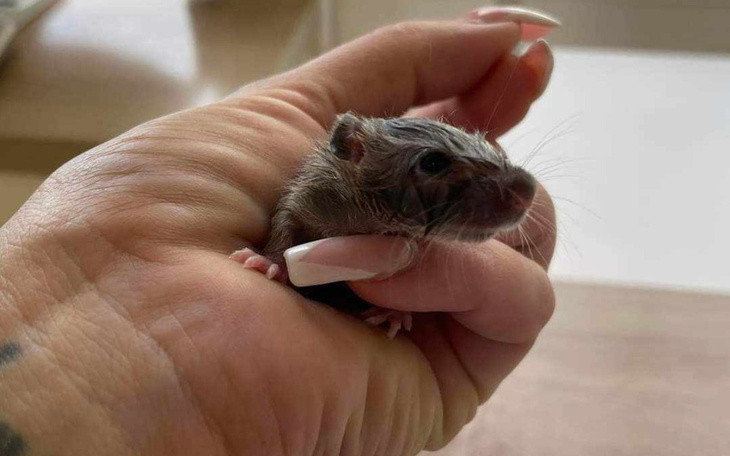 Zbiórka Wakacje w Ogoniastych - zdjęcie główne