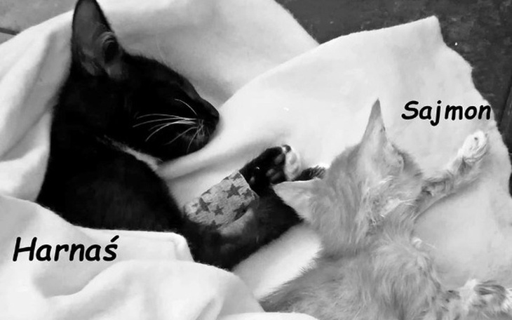 Zbiórka MALUSZKIumierająSUROWICAnaCITO! - zdjęcie główne