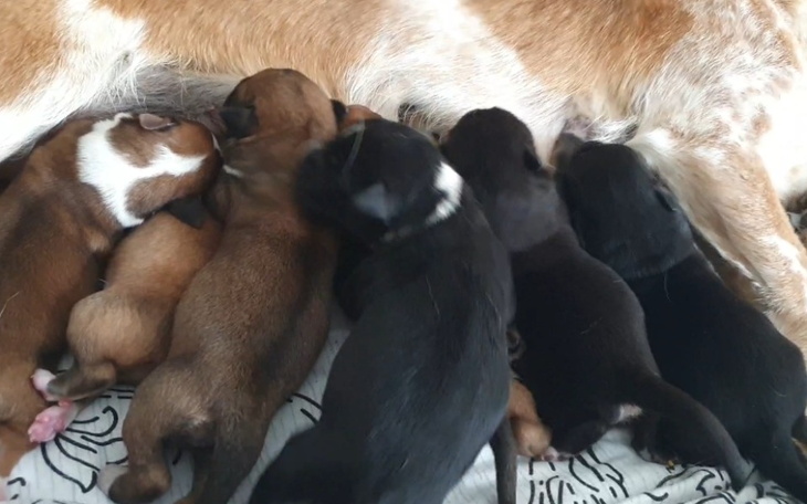 Zbiórka Na karmę dla szczeniaczków - zdjęcie główne