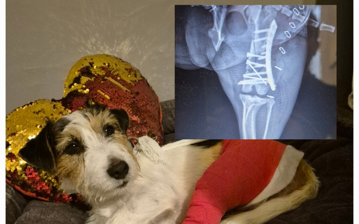 Zbiórka Powrót Luntrusa do zdrowia - zdjęcie główne