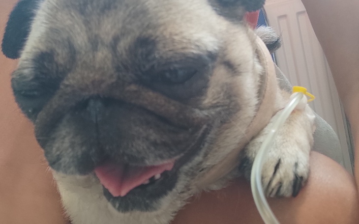 Zbiórka Wsparcie na leczenie Daisy - zdjęcie główne