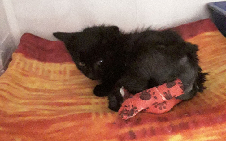 Zbiórka Kocia sierotka bardzo poraniona - zdjęcie główne