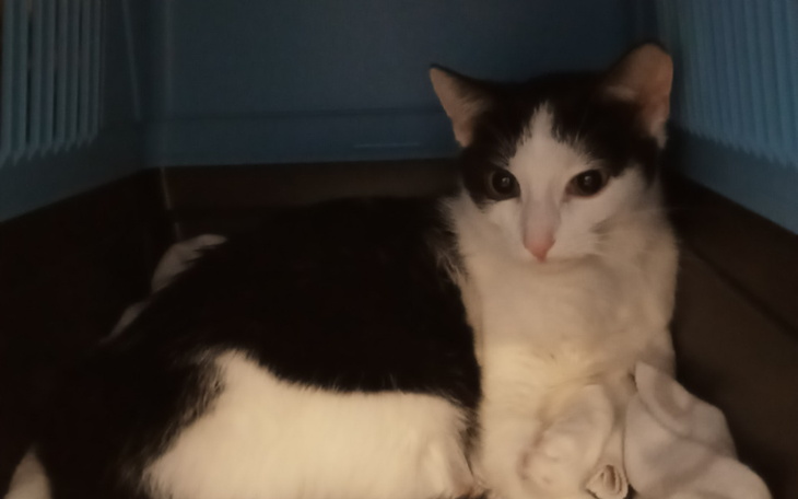 Zbiórka Dzielny Szelek walczy o życie - zdjęcie główne