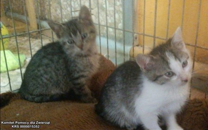 Zbiórka Kocie sieroty proszą o wsparcie - zdjęcie główne