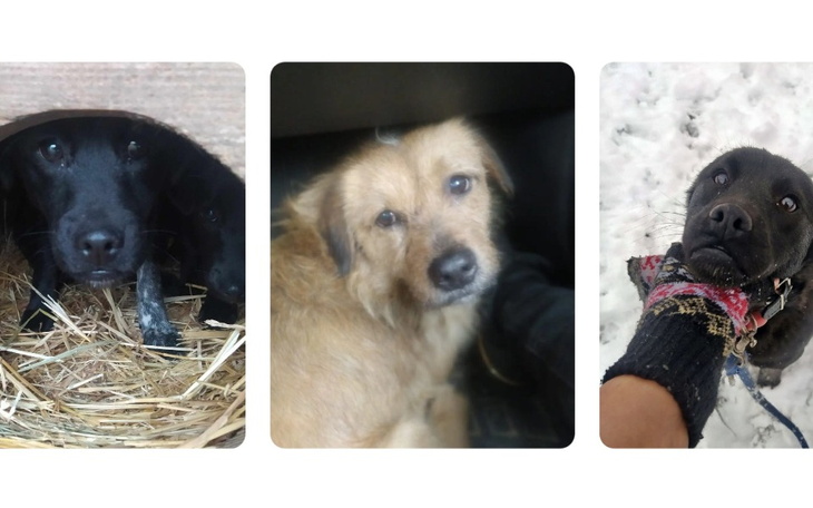 Zbiórka Bezdomne trio - zdjęcie główne