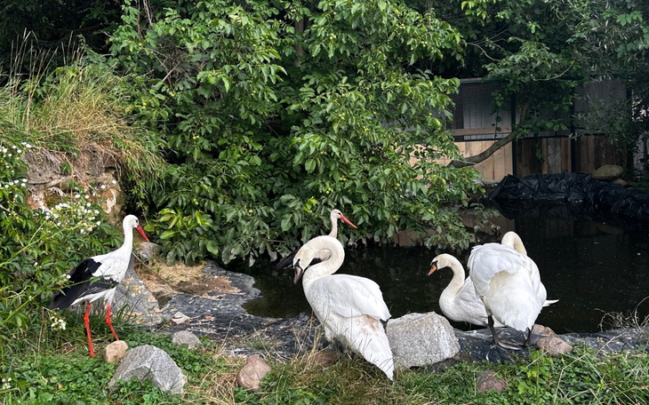 Grupa łabędzi w naturalnym otoczeniu.