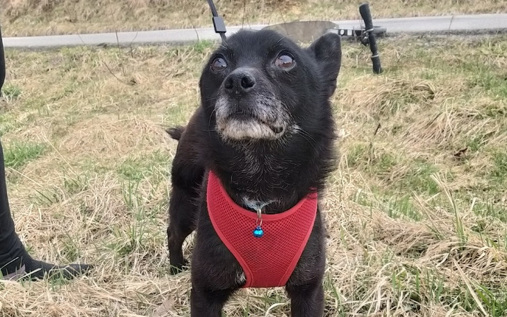 Mały czarny pies na łące, w czerwonej kamizelce.