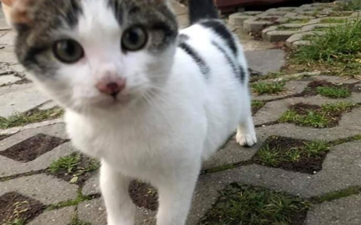 Zbiórka Kluczborskie bezdomniaki - zdjęcie główne