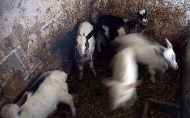 Zbiórka Nie wiedzą, że czekają na śmierć - zdjęcie główne