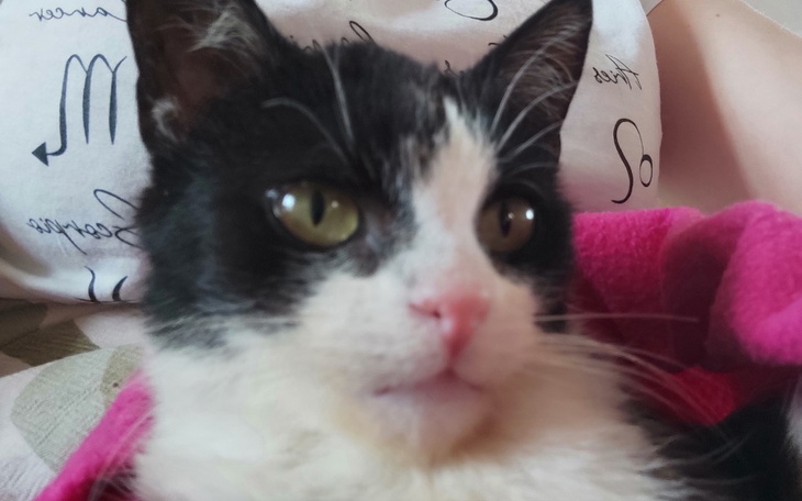 Zbiórka Kotka Sonia chce złapać oddech. - zdjęcie główne