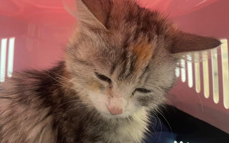 Zbiórka Lilka i Dzidzi chcą żyć - zdjęcie główne