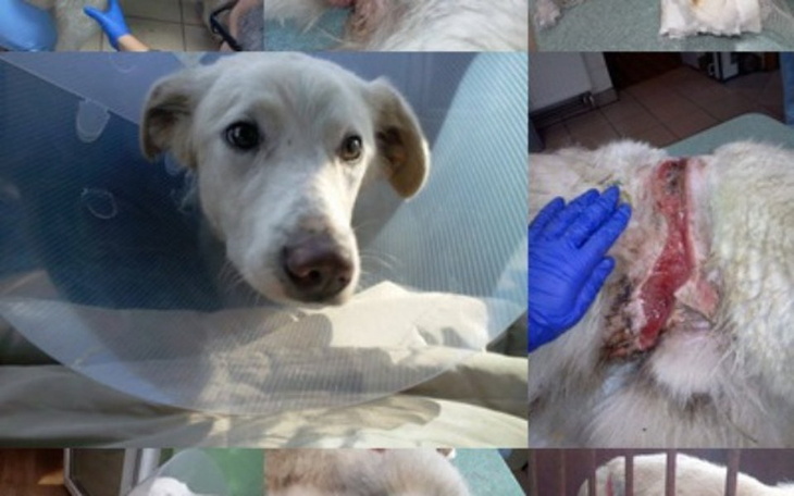 Zbiórka Forest - Miś Uratowany z Pułapki - zdjęcie główne