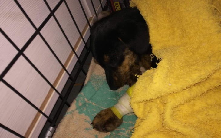 Zbiórka Tosia i walka z parwowirozą - zdjęcie główne