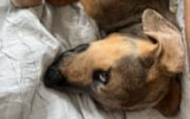 Zbiórka Rok po adopcji wyrzucony jak śmi - zdjęcie główne