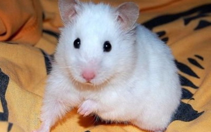 Zbiórka zbieram na chomika - zdjęcie główne