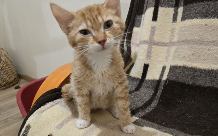 Mały rudy kotek siedzący na kocu, z ciekawym spojrzeniem.