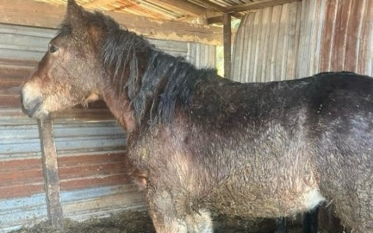 Brudny koń w stajni, z widoczną sierścią i otoczeniem.