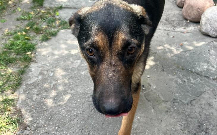 Zbiórka Saba potrzebuje dużego kojca - zdjęcie główne