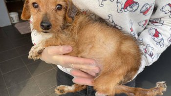 Zbiórka 2 kg bólu i cierpienia... - miniaturka zdjęcia