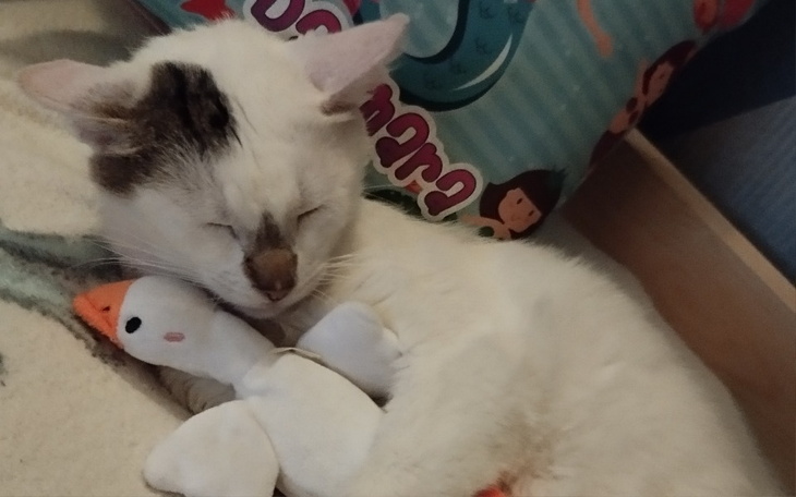 Zbiórka Każdy posiłek to ból - zdjęcie główne