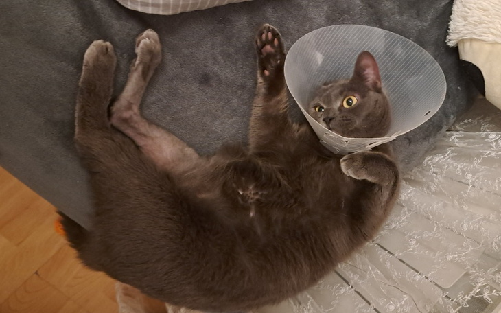 Zbiórka Amputacja łapki Hani - zdjęcie główne