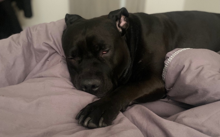 Zbiórka Leczenie Tigry - zdjęcie główne