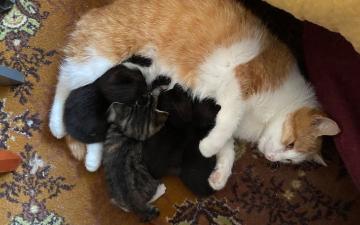 Zbiórka Napełniamy kocięce brzuchy - zdjęcie główne