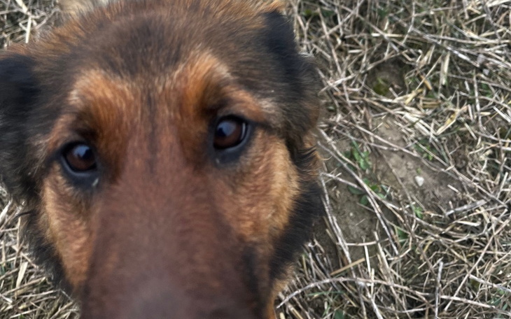 Zbliżenie na psa z wyrazistymi oczami.