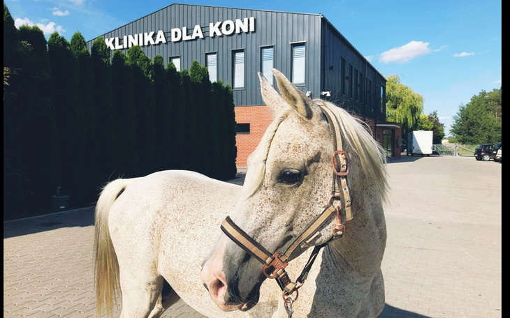 Zbiórka RATUJ KONIE - Pomoc dla Mołojca - zdjęcie główne