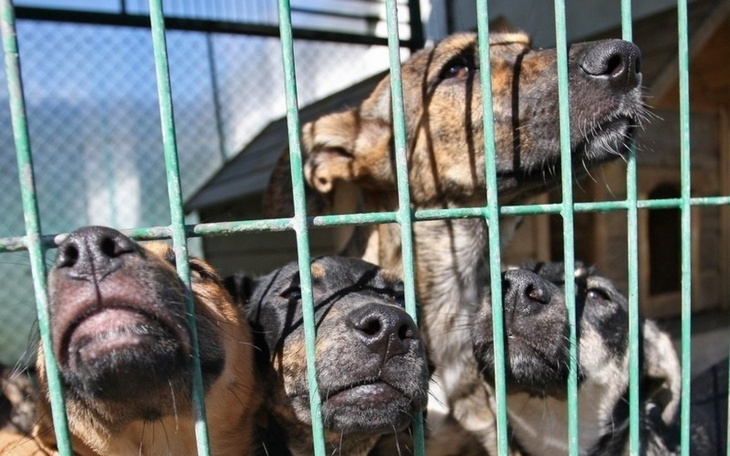 Psy w schronisku, czekające na adopcję za kratami.
