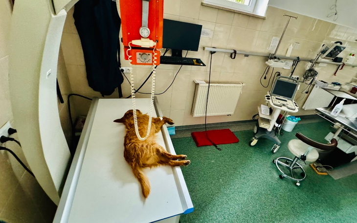 Zbiórka Operacja Dla Mai Psa - zdjęcie główne