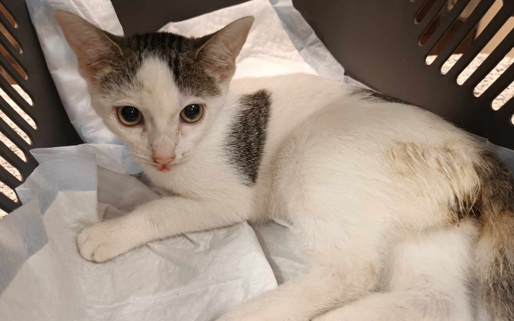 Zbiórka Leczenie małej kotki Pati - zdjęcie główne