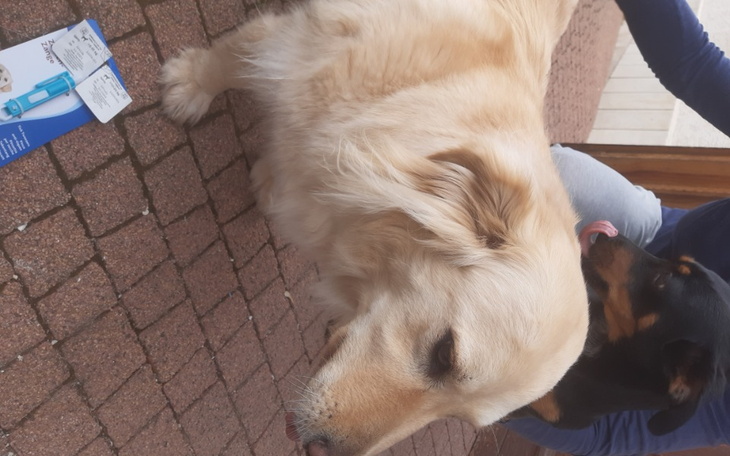 Zbiórka Na zabiegi dla Ukraińskich psów. - zdjęcie główne