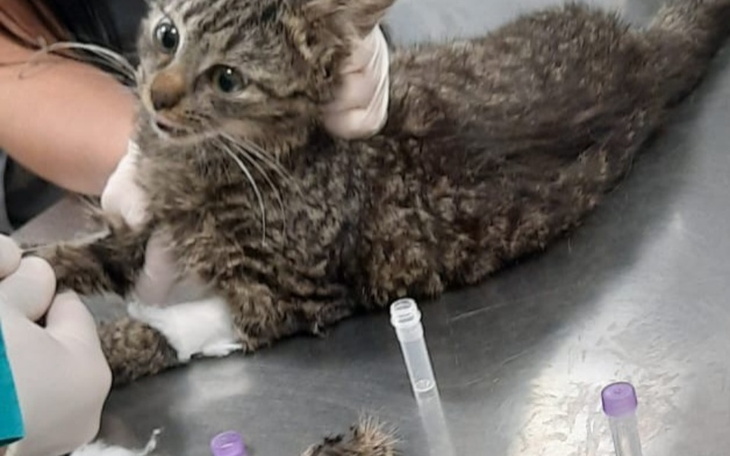 Zbiórka Słabiutke i chore kocięta - zdjęcie główne