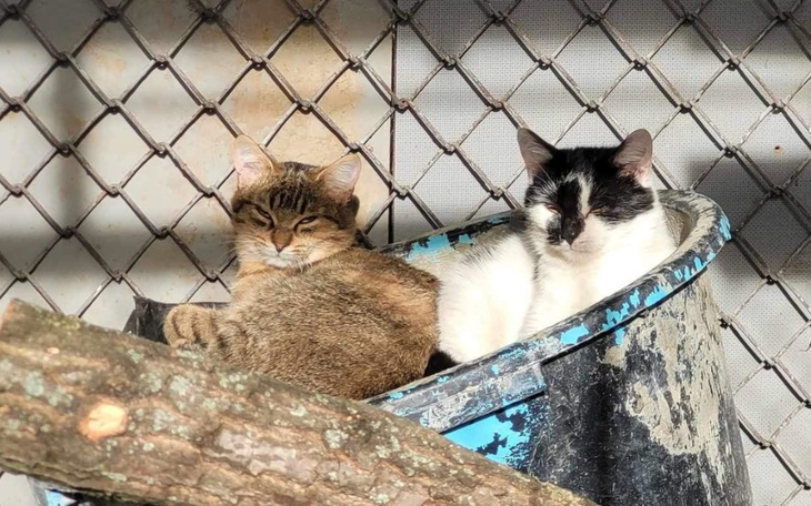 Zbiórka Ratujemy koty z ulicy - zdjęcie główne