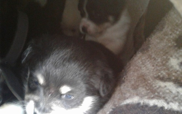 Zbiórka Dom dla piesków. - zdjęcie główne