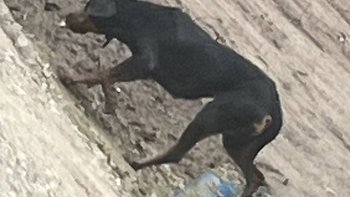 Zbiórka Odłowienie suni - miniaturka zdjęcia