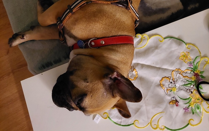 Zbiórka Cesarka - zdjęcie główne