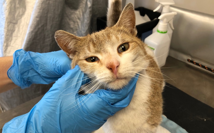 Kot z brązowym futrem, badany przez weterynarza.