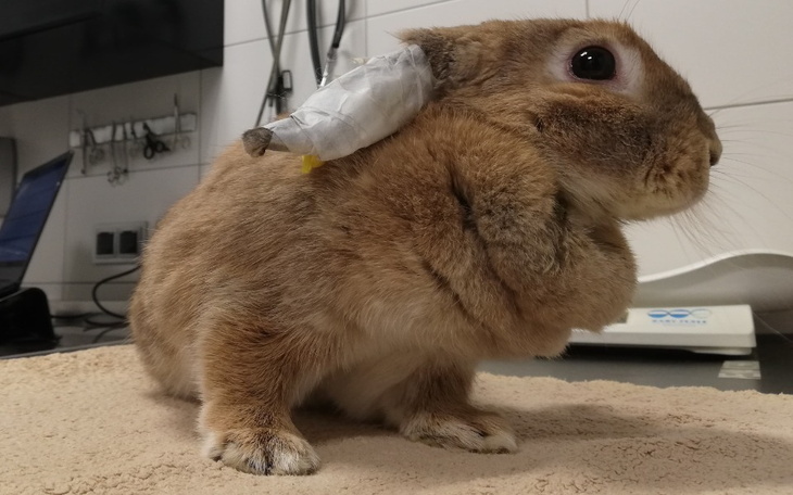 Zbiórka Wybrakowany zajączek wielkanocny - zdjęcie główne