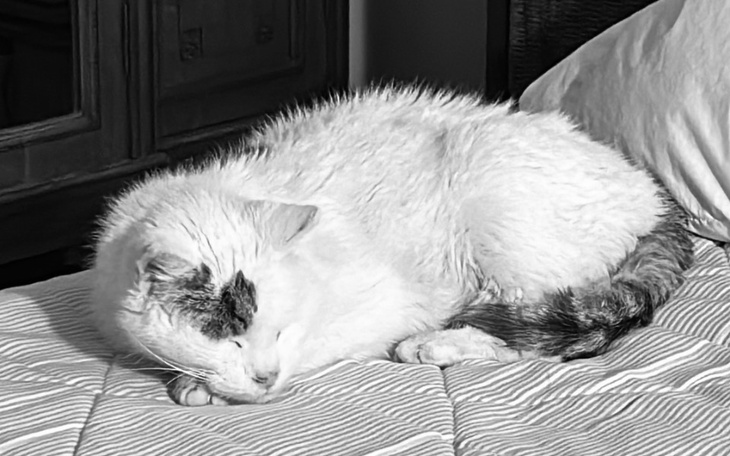 Biały kot śpiący na łóżku, w czarno-białej tonacji.