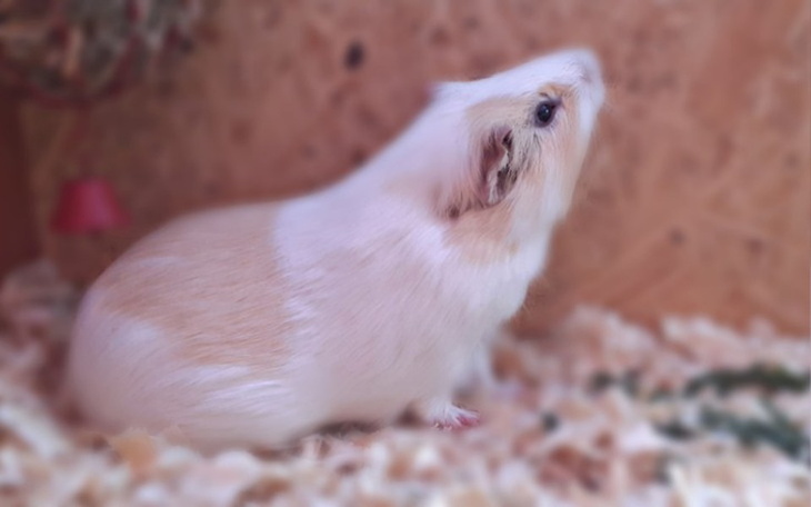 Zbiórka Na kastracje Jukiego - zdjęcie główne