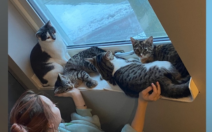 Zbiórka Aby kociaki miały pełne brzuszki - zdjęcie główne