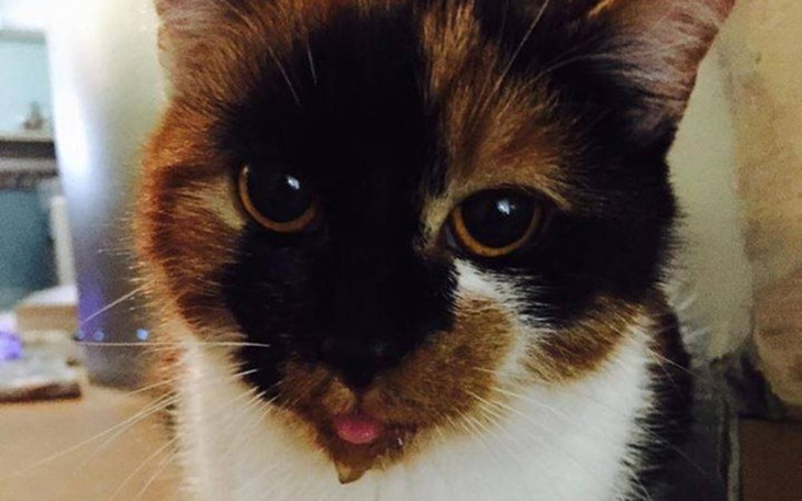 Kot z ciekawym wyrazem twarzy.