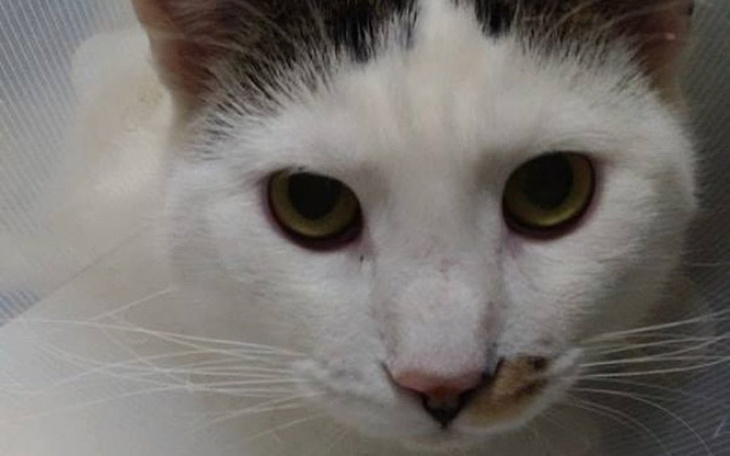 Zbiórka Żywcem wyrwał kotu genitalia! - zdjęcie główne