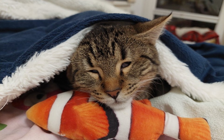 Zbiórka Ostatnia partia leku dla Uszaka - zdjęcie główne