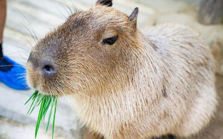 Zbiórka Pomagamy kapibarą - zdjęcie główne