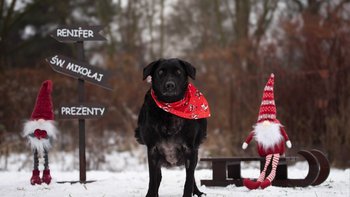 Zbiórka Pomóż nam leczyć Barbarę 💔 - miniaturka zdjęcia
